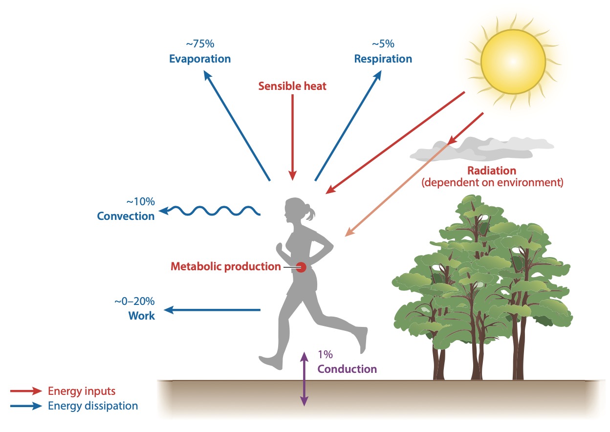 Body energy balance