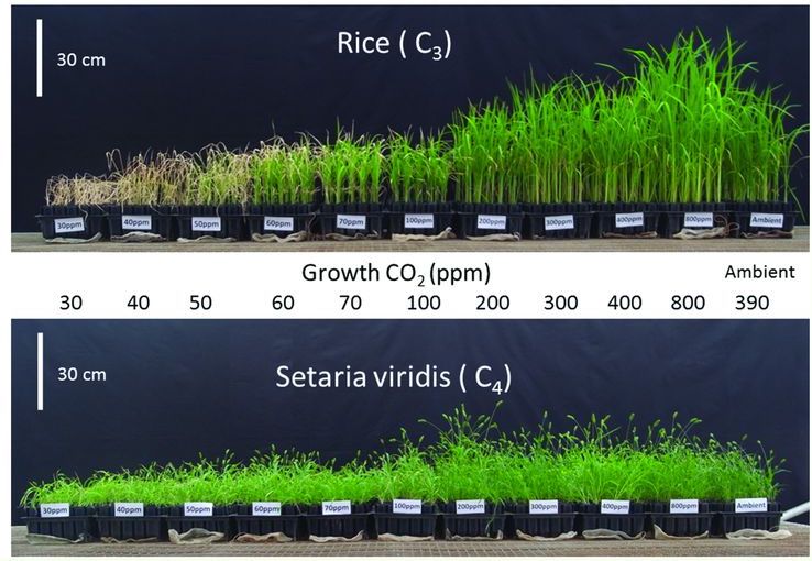 CO2 increases greening and leafiness