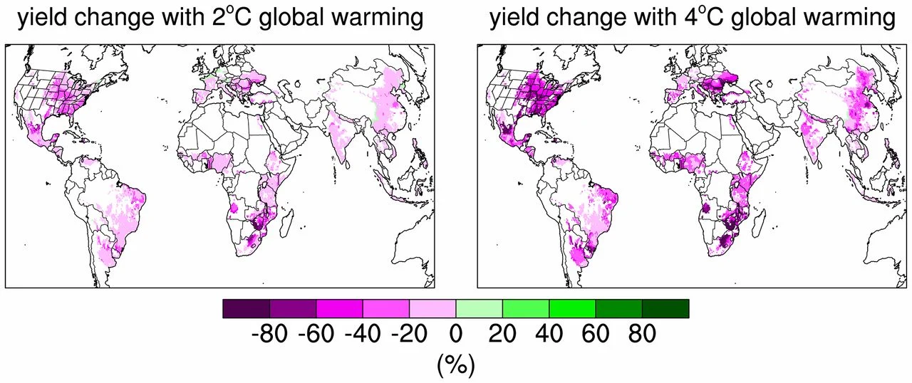 Maize yield losses